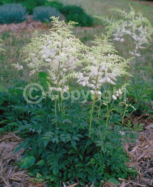 White blooms; Deciduous; Broadleaf