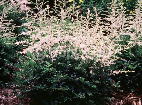 Pink blooms; Deciduous; Broadleaf
