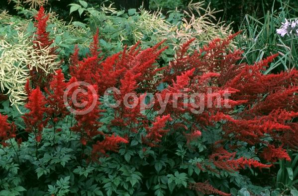 Red blooms; Deciduous; Broadleaf