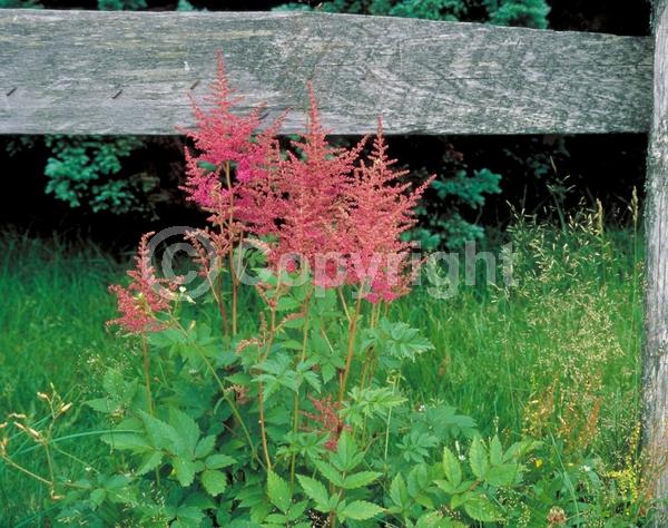 Red blooms; White blooms; Pink blooms; Deciduous; Broadleaf