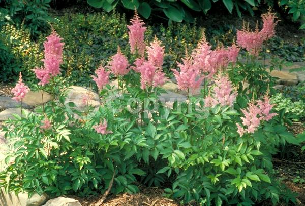 Red blooms; White blooms; Pink blooms; Deciduous; Broadleaf