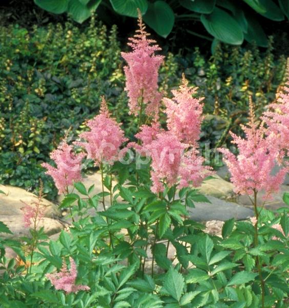 Red blooms; White blooms; Pink blooms; Deciduous; Broadleaf