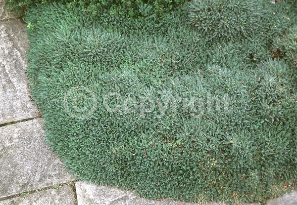 Yellow blooms; Purple blooms; White blooms; Evergreen