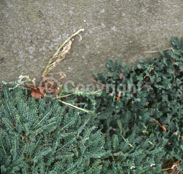 Yellow blooms; Purple blooms; White blooms; Evergreen