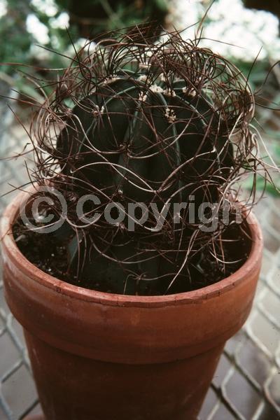 Yellow blooms; North American Native
