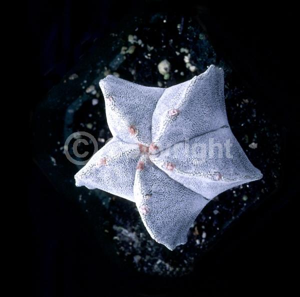 Yellow blooms; North American Native