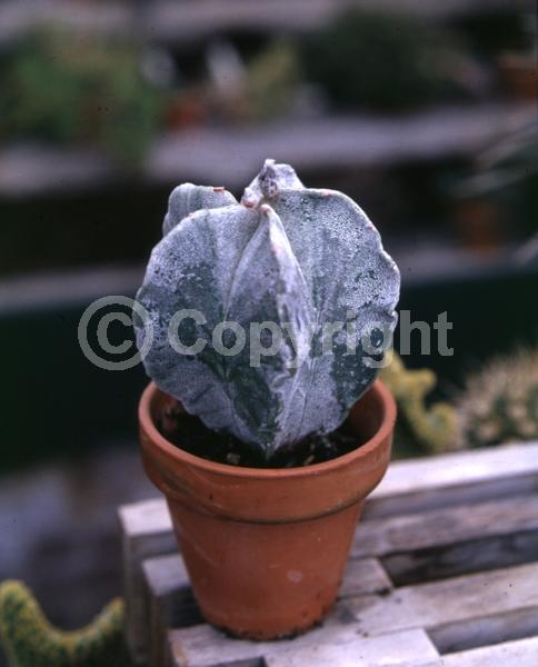Yellow blooms; North American Native