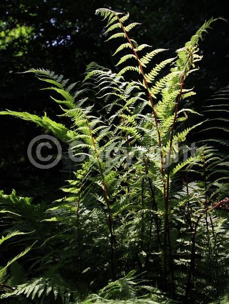 Deciduous; Broadleaf