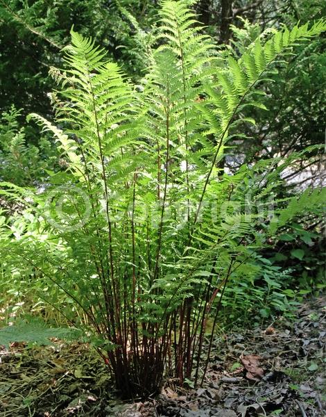 Deciduous; Broadleaf