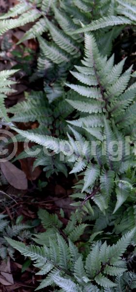 Deciduous; Broadleaf