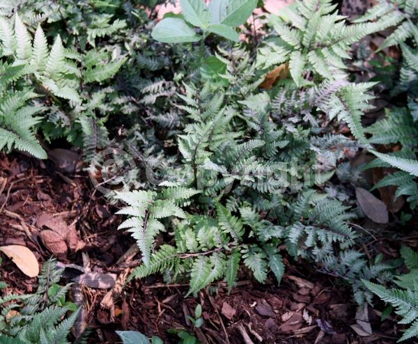 Deciduous; Broadleaf