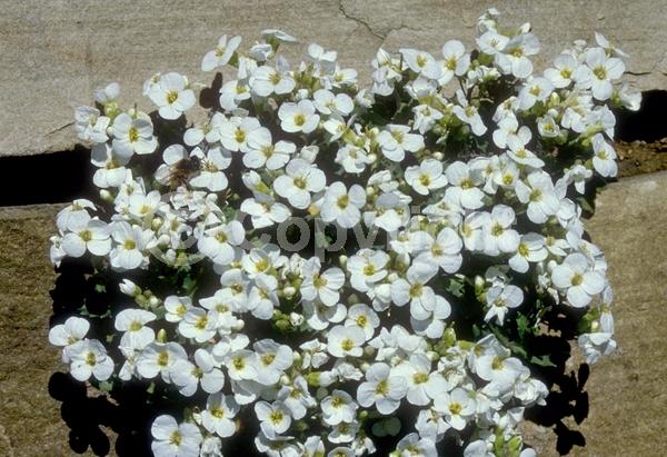 Red blooms; Purple blooms; White blooms; Pink blooms; Deciduous; Broadleaf
