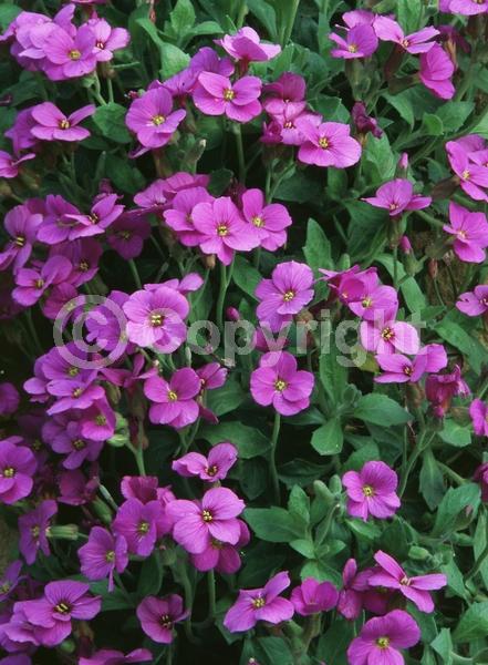 Red blooms; Purple blooms; White blooms; Pink blooms; Deciduous; Broadleaf