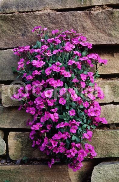 Red blooms; Purple blooms; White blooms; Pink blooms; Deciduous; Broadleaf