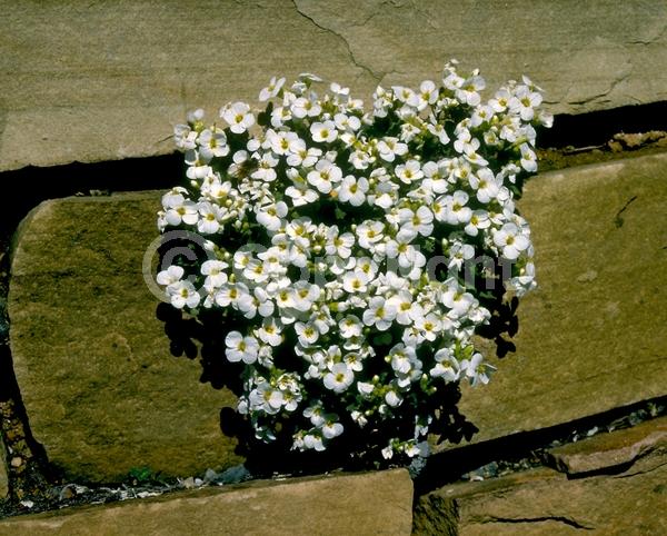 Red blooms; Purple blooms; White blooms; Pink blooms; Deciduous; Broadleaf