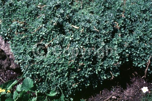 Purple blooms; Lavender blooms; Deciduous