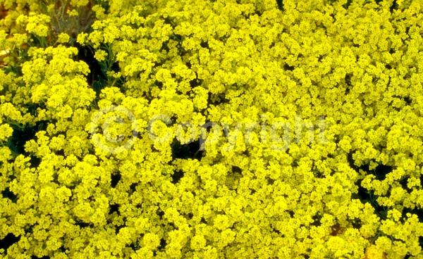 Yellow blooms; Deciduous; Broadleaf