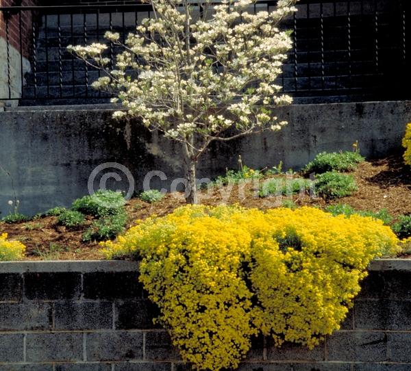 Yellow blooms; Deciduous; Broadleaf