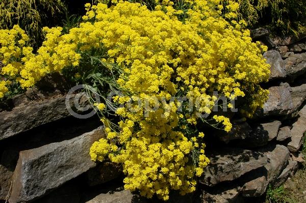 Yellow blooms; Deciduous; Broadleaf