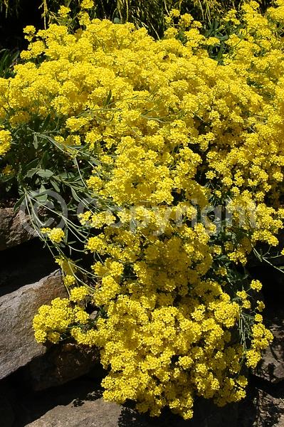 Yellow blooms; Deciduous; Broadleaf