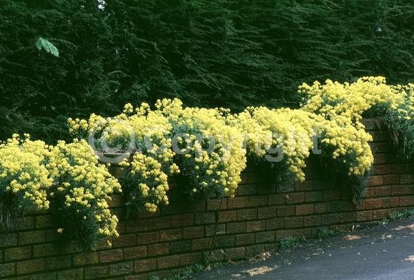 Yellow blooms; Deciduous; Broadleaf