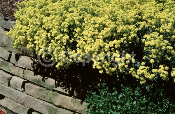 Yellow blooms; Deciduous; Broadleaf