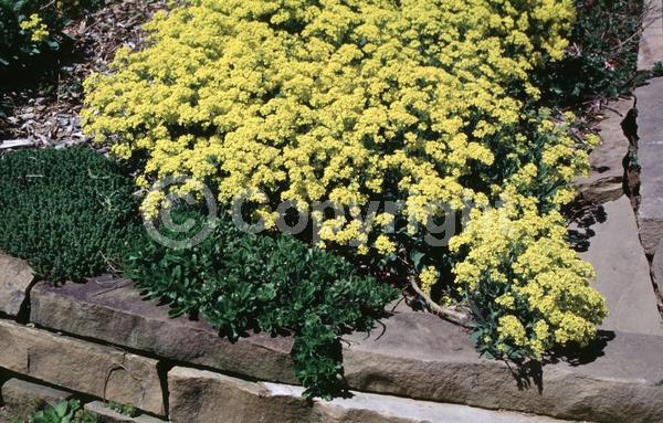 Yellow blooms; Deciduous; Broadleaf