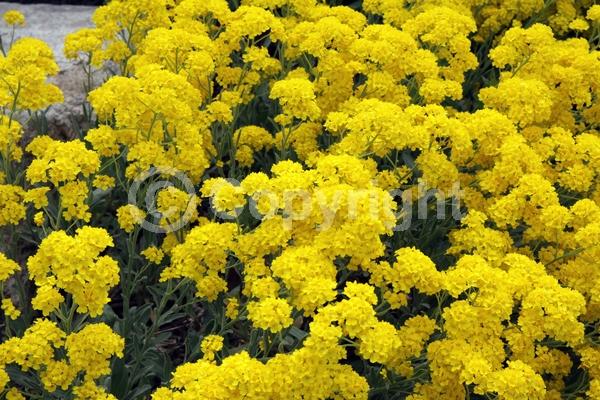 Yellow blooms; Deciduous; Broadleaf