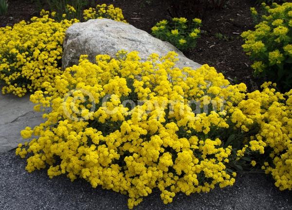 Yellow blooms; Deciduous; Broadleaf