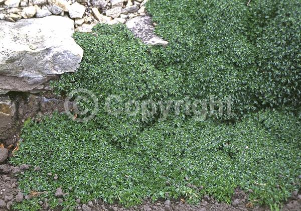 Yellow blooms; White blooms; Unknown blooms; Evergreen