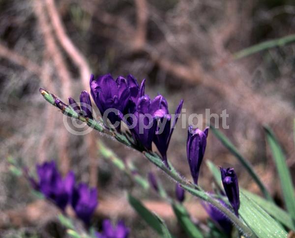 Purple blooms; Deciduous; Broadleaf