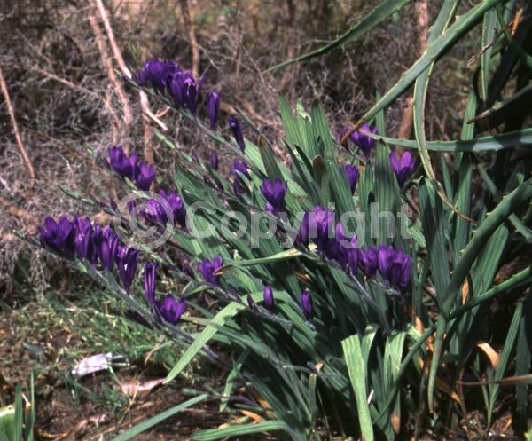 Purple blooms; Deciduous; Broadleaf