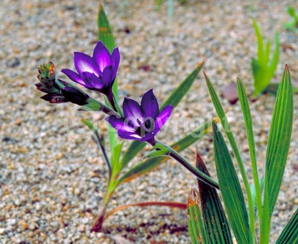 Blue blooms; Purple blooms; Deciduous; Broadleaf