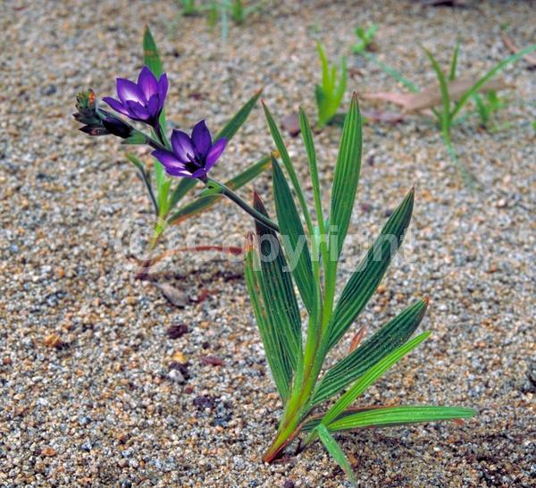 Blue blooms; Purple blooms; Deciduous; Broadleaf