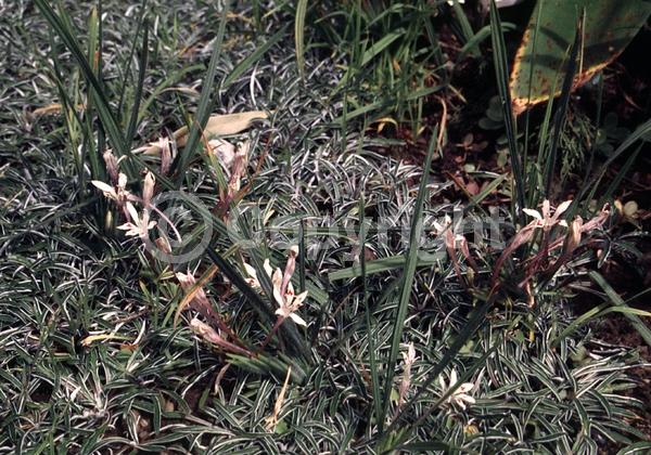 White blooms; Deciduous; Broadleaf