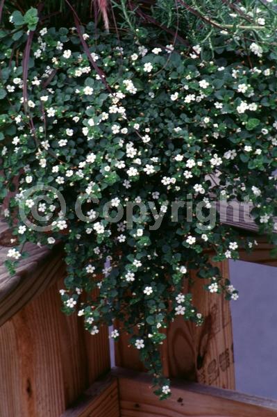 White blooms; Deciduous; Broadleaf; 