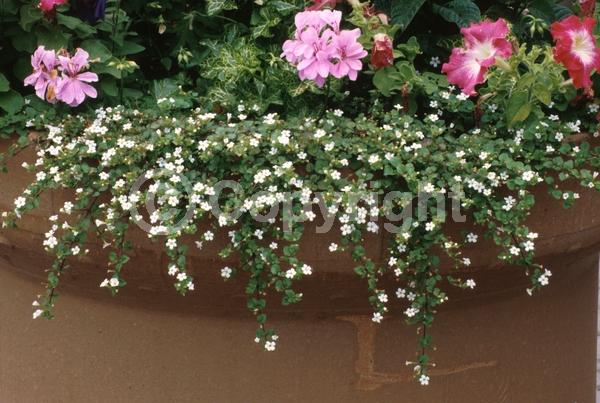 White blooms; Deciduous; Broadleaf; 