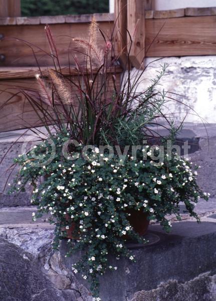 White blooms; Deciduous; Broadleaf; 
