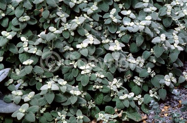 White blooms; Pink blooms; Evergreen