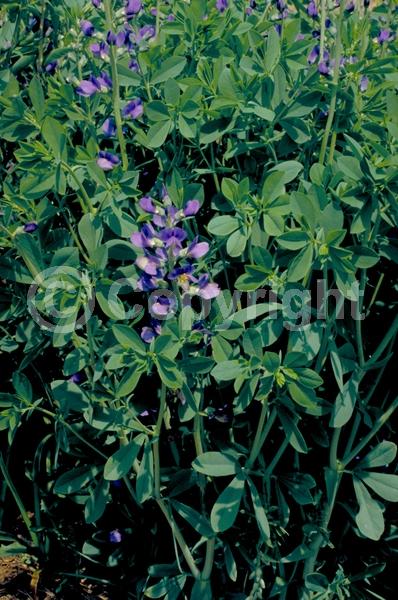 Blue blooms; Deciduous; Broadleaf; North American Native