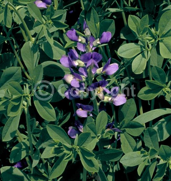 Blue blooms; Deciduous; Broadleaf; North American Native