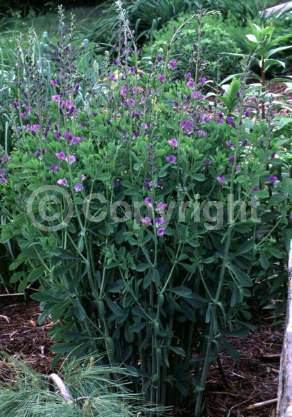 Blue blooms; Deciduous; Broadleaf; North American Native