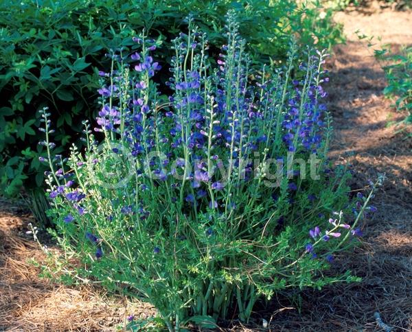 Blue blooms; Deciduous; Broadleaf; North American Native