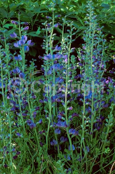 Blue blooms; Deciduous; Broadleaf; North American Native