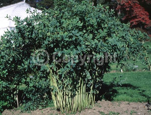 Blue blooms; Deciduous; Broadleaf; North American Native