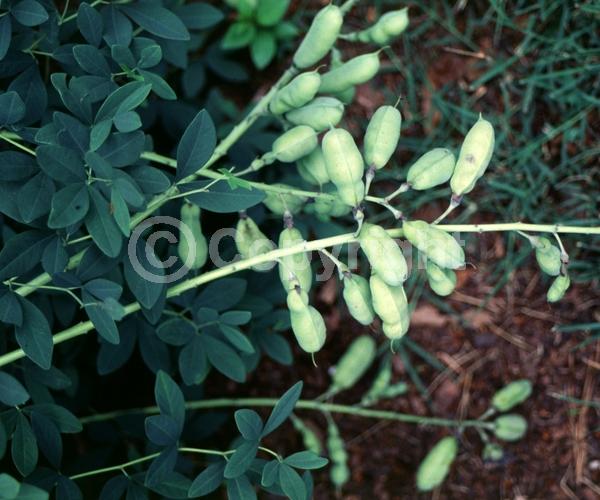 Blue blooms; Deciduous; Broadleaf; North American Native
