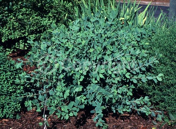 Blue blooms; Deciduous; Broadleaf; North American Native