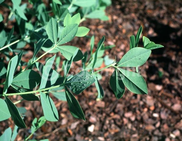 Blue blooms; Deciduous; Broadleaf; North American Native