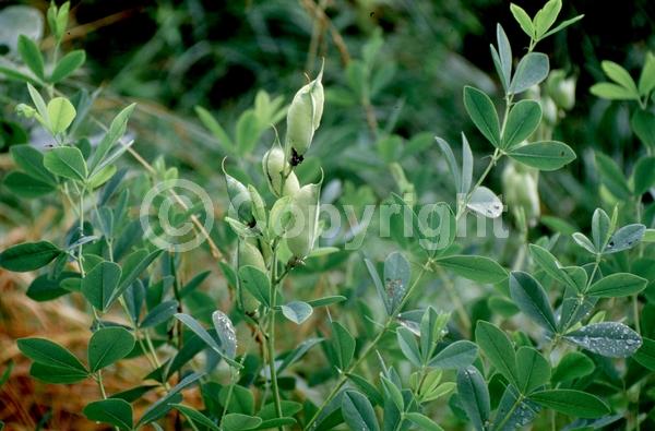 Blue blooms; Deciduous; Broadleaf; North American Native