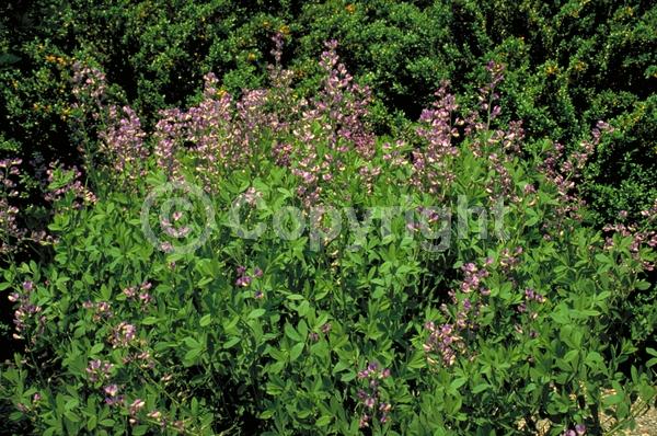 Blue blooms; Deciduous; Broadleaf; North American Native